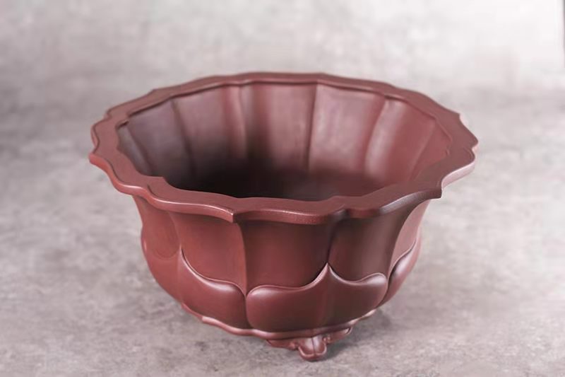 菱花(枣红泥)(图2)